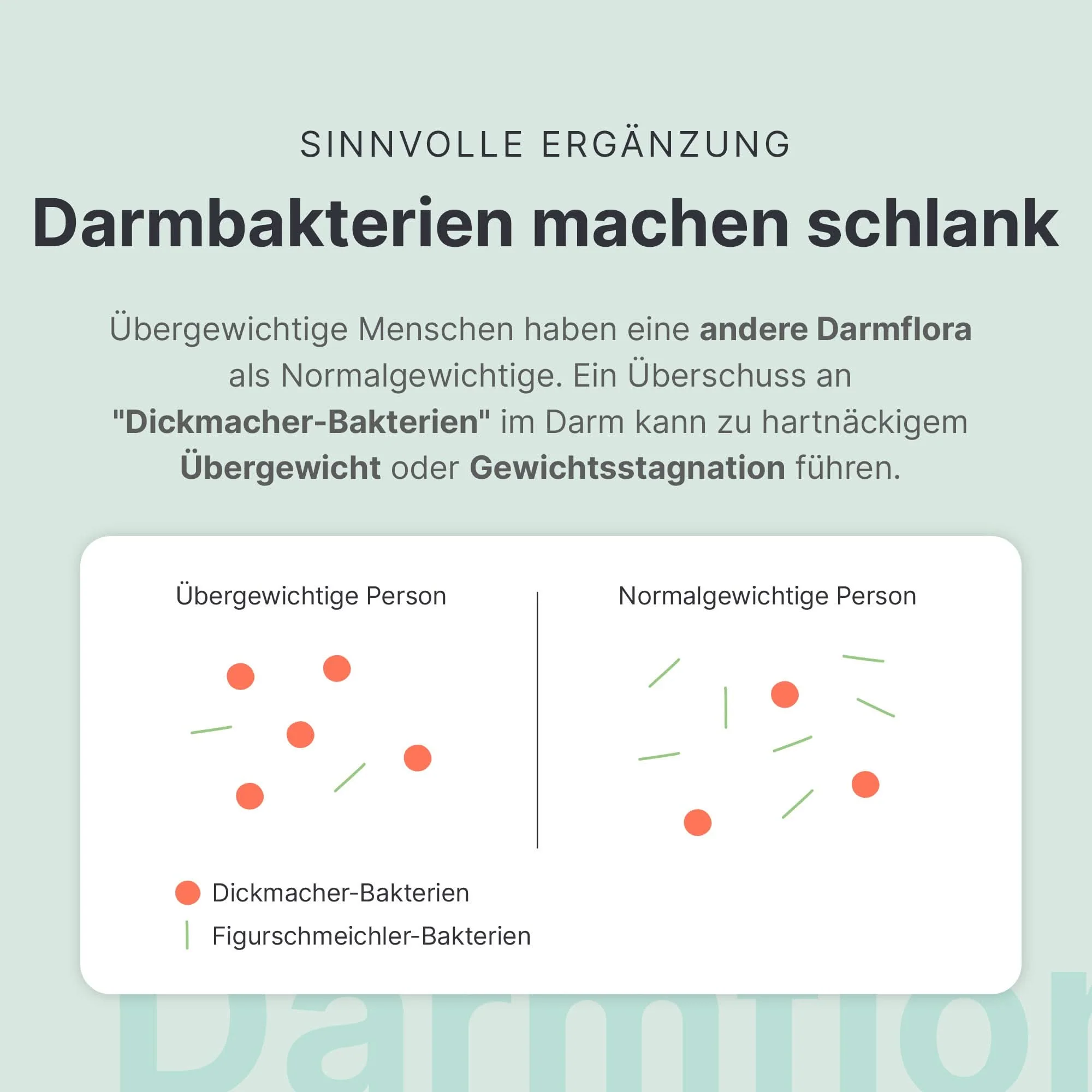 Darmflora Abnehmbegleiter - Image 4